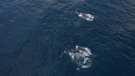 Tres-Ballenas-Jorobadas-Navegando-Juntas-En-Gold-Coast,-Australia