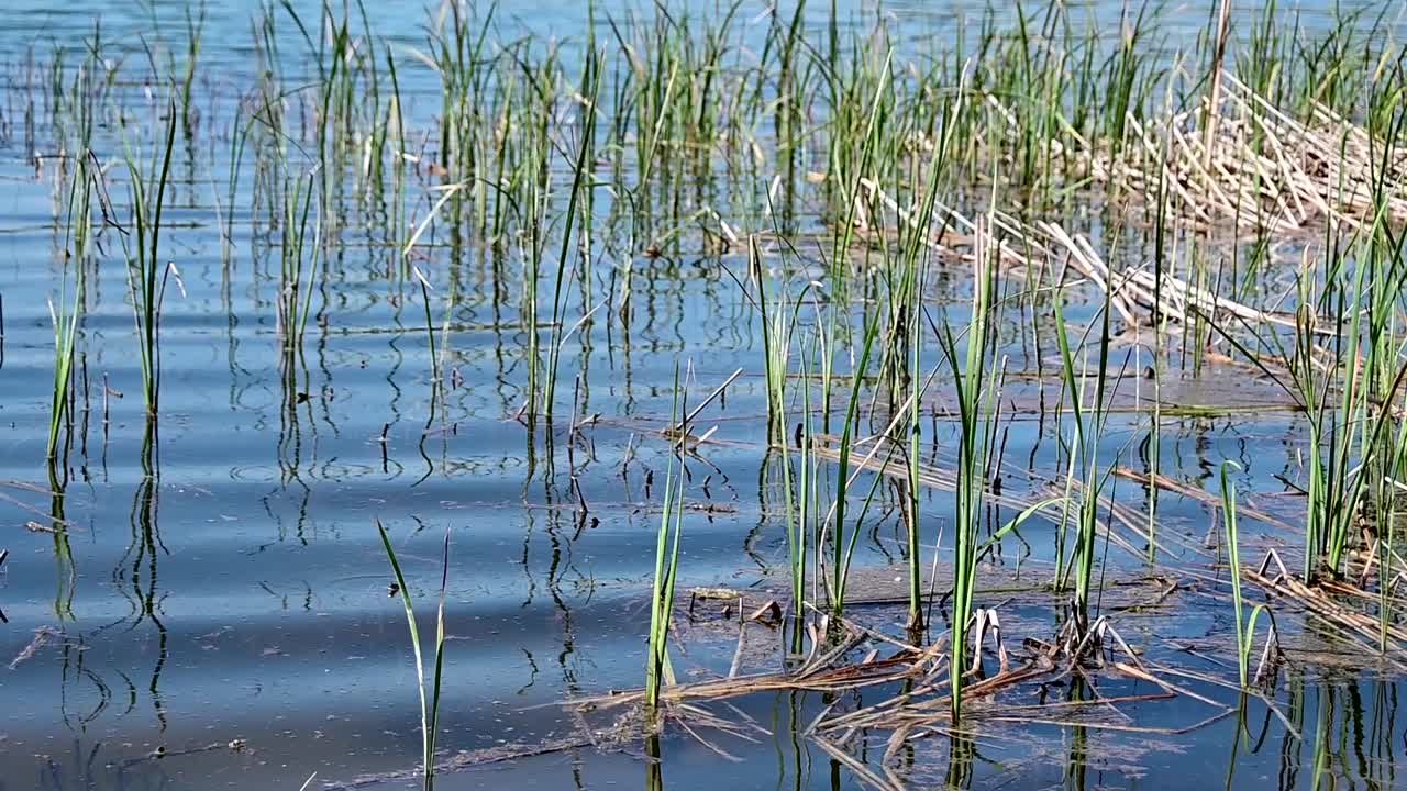 la vida vegetal cerca de la orilla del lago mladost, cerca de la ciudad de veles, macedonia del norte