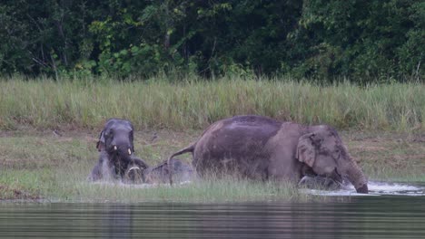 the asiatic elephants are endangered and this herd is having a good time playing and bathing in a lake at khao yai national park