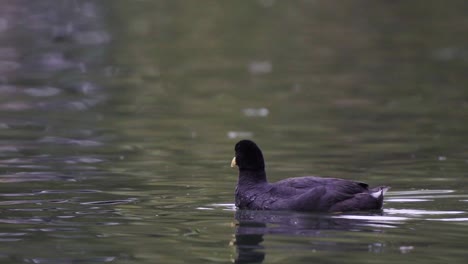 Close-up-of-a-red-gartered-coot-grooming-its-black-feathers-with-its-beak-while-swimming-on-a-lake