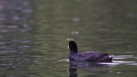close up of a red-gartered coot grooming its black feathers with its beak while swimming on a lake