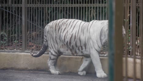 Ein-Weißer-Tiger-Läuft-In-Seinem-Käfig-Umher