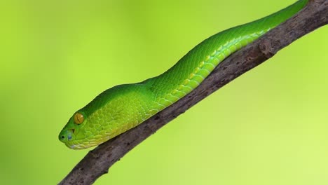 The White-lipped Pit Viper is a venomous pit viper endemic to Southeast Asia and is often found during the night waiting on a branch or limb of a tree near a body of water with plenty of food items