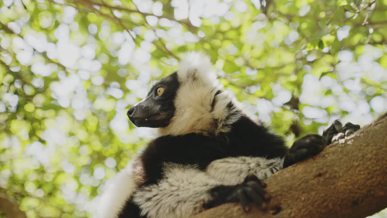 lemur cansado acostado en las ramas en el bosque tropical de madagascar, protección de animales africanos