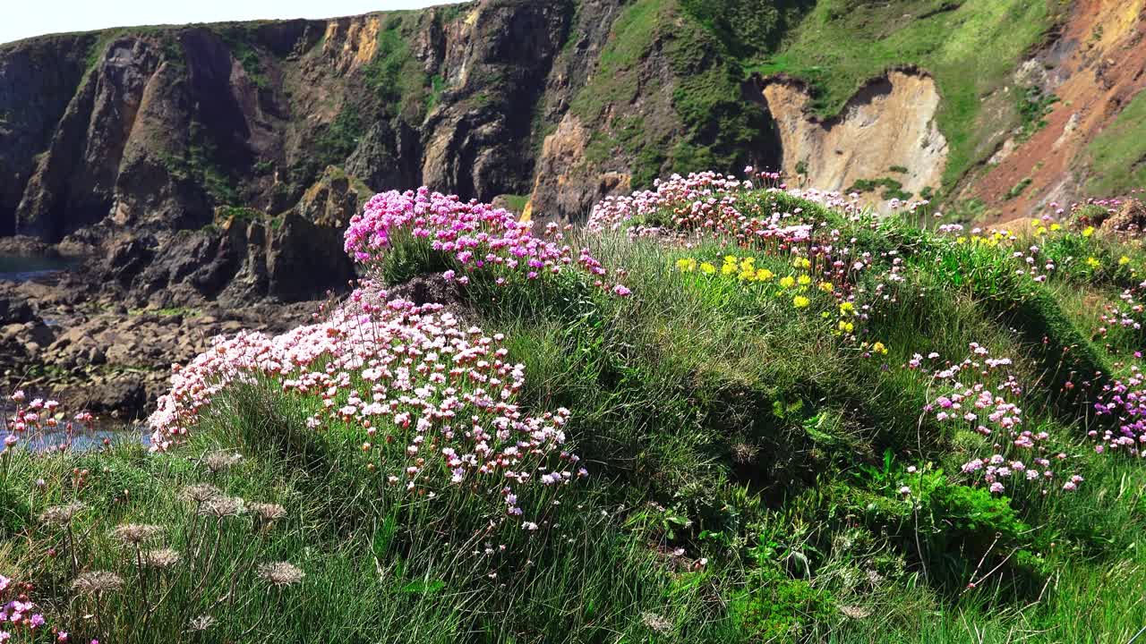 Clifftop beauty sea pinks in summer Copper Coast Waterford Ireland epic location