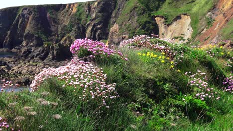clifftop beauty sea pinks in summer copper coast waterford ireland epic location