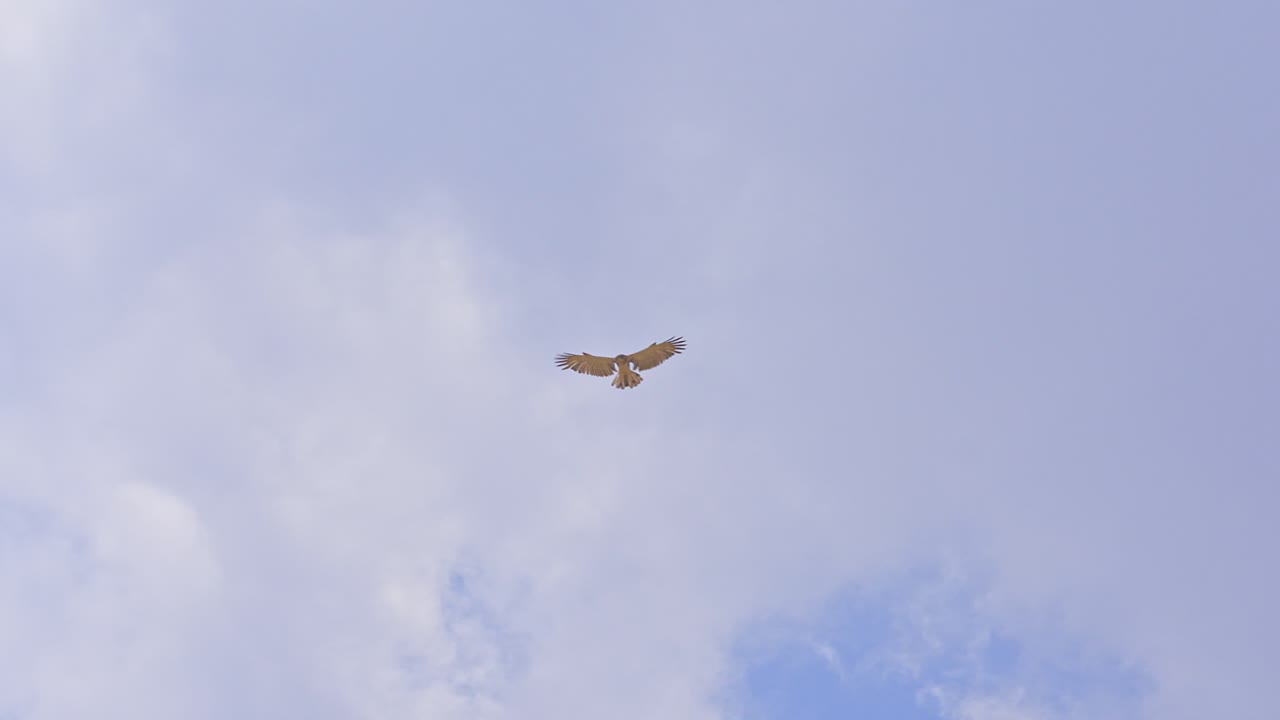 Short-toed snake eagle (Circaetus gallicus) soaring in the sky while searching for prey