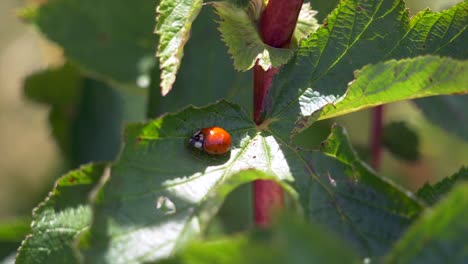 Macro track shot of wild ladybug crawling on green leaves in sun during summer - Coccinellidae small beetle family