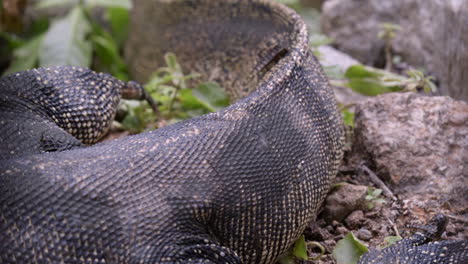 una vista de las patas traseras y la cola de un gran lagarto monitor de agua de malasia - primer plano