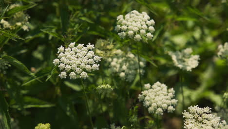 cinematic bokeh background, grassy green leaf stems and white flower bunches