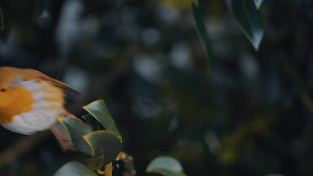 lindo petirrojo posado en una rama mirando a su alrededor antes de volar