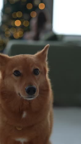 christmas day with a finnish spitz