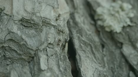 close-up of tree bark with lichen