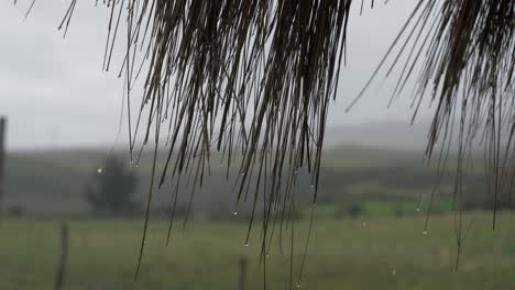 Inclinación-De-Longitud-Focal-Estrecha-De-Lluvia-Que-Gotea-Desde-El-Techo-De-Paja-De-Los-árboles-De-Páramo-Ecuador-Sudamérica