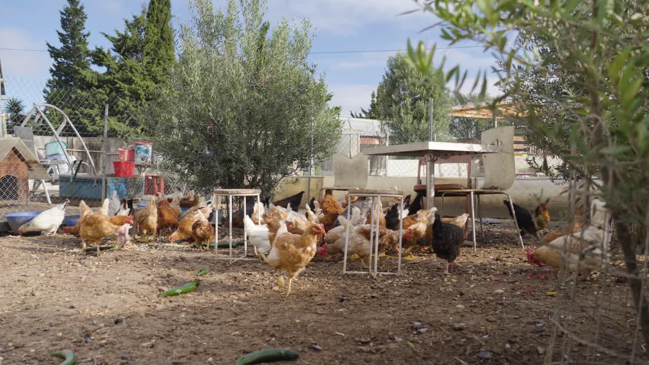 Chickens pecking around an open farmyard with various farm objects in the background