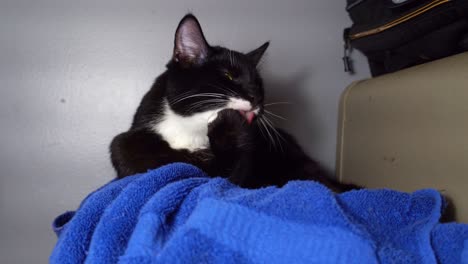 black and white cat cleaning itself on a blue towel