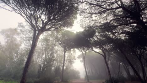 walking through a foggy woodland while looking up at the trees in the hazy morning light