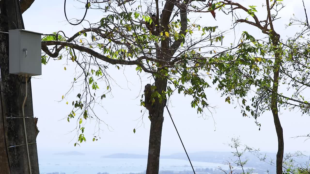 화려한 낮빛 아래 태국 푸켓의 경치 좋은 전망을 제공하는 카오랑 전망대에서 원이가 나무를 오르고 있습니다.