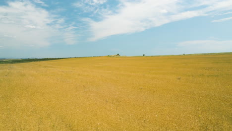 ripe yellow crop field in vashlovani below blue sky in summer, georgia