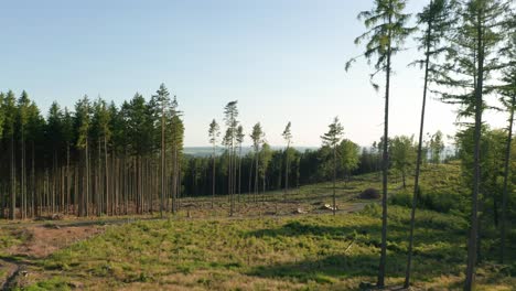 flythrough of deforested spruce glade in dry forest hit by bark beetle disaster in czech countryside surrounded by single trees