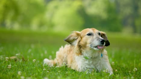 cute dog laying and rolling in green clover and grass at park