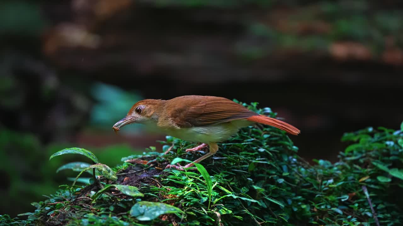 Close-up View Of Ferruginous Babbler Bird In Tropical Moist Lowland Forests