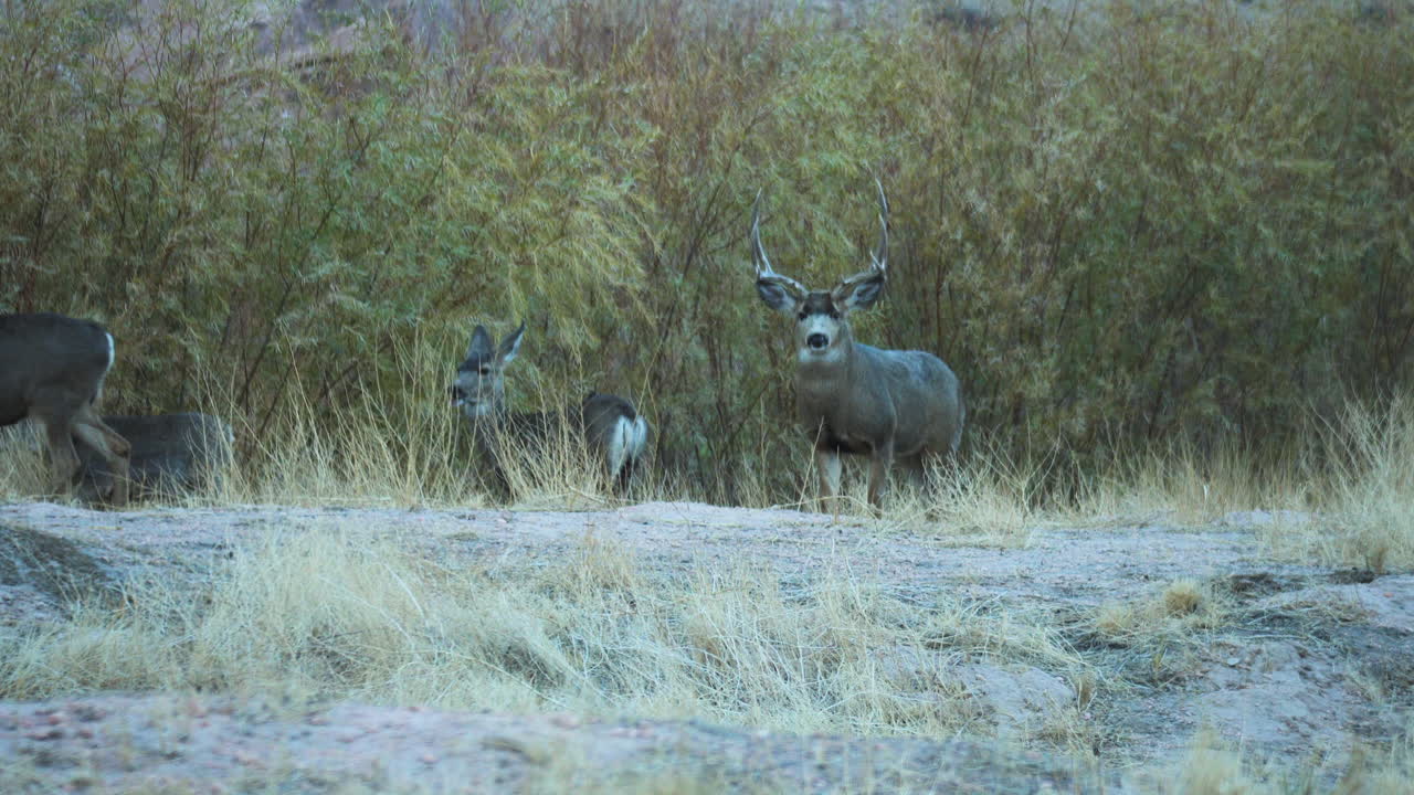 캘리포니아 주 비숍의 쾌적한 계곡에서 야생 초원을 바라보고 있는 야생 사슴 무리