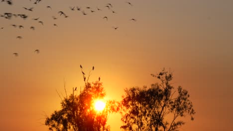 birds fly at sunset sunrise golden clear sky australian bush nature landscape