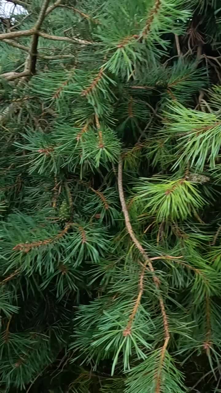 Scotch pine branches swaying in the wind