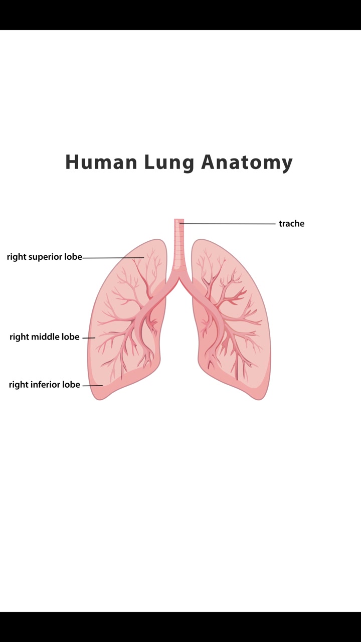 Animazione che illustra l'anatomia del polmone umano con parti etichettate, con transizione dalla visione del corpo intero a quella dettagliata del polmone.
