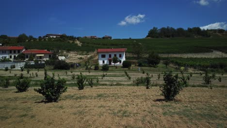 flying low with the drone over a vineyard in a typical italian landscape