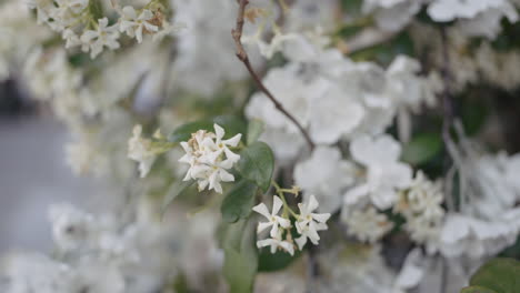 close-up of beautiful white flowers