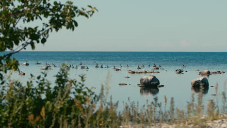 Group-of-sea-birds-sitting-on-rocks-close-to-an-isolated-beach-shore,-Wide-shot