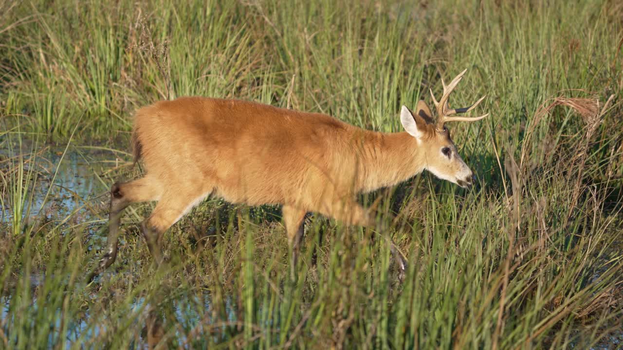Cervo delle paludi maschio che si nutre in habitat umidi. - Carrellata.