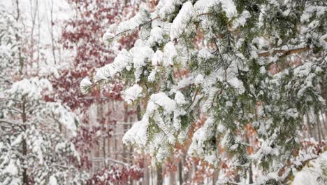 snow falling on forest of pine trees