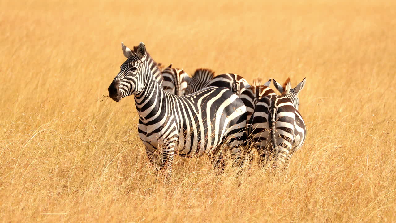 un rebaño de hermosas cebras en la reserva nacional de maasai mara, kenia, áfrica