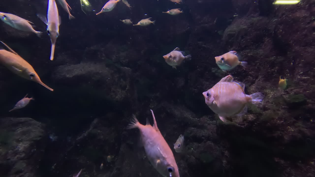 Snipefish of all shapes and sizes swim in large aquarium habitat tank