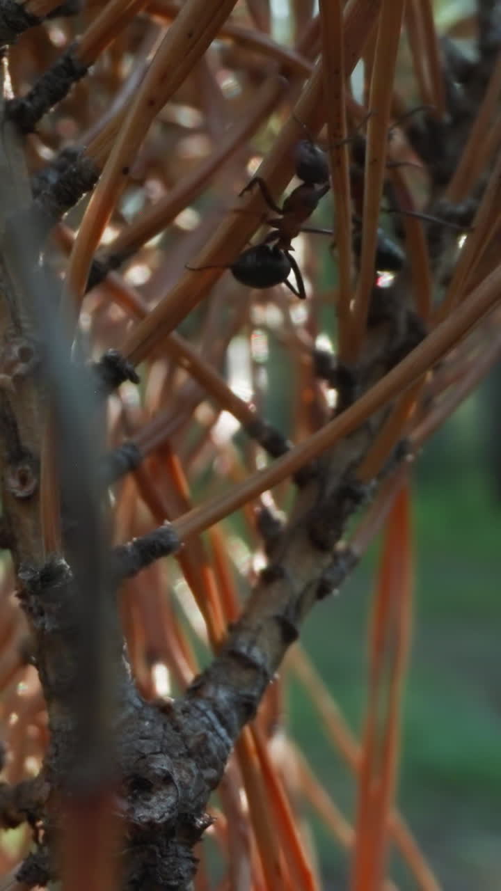 las hormigas atravesando la escarpada corteza del pino, con la cálida luz del bosque filtrándose a través de los árboles