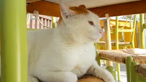 big white cat on a chair.