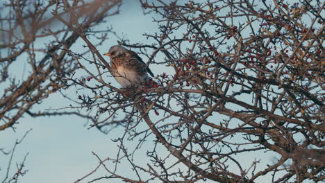 Perca-De-Pájaro-Fieldfare-En-Rama-De-árbol-Con-Frutos-Rojos