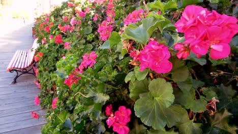 Beautiful-pink-flowers-on-shrub-in-a-park-with-park-bench-set-in-a-warm-climate-during-the-spring