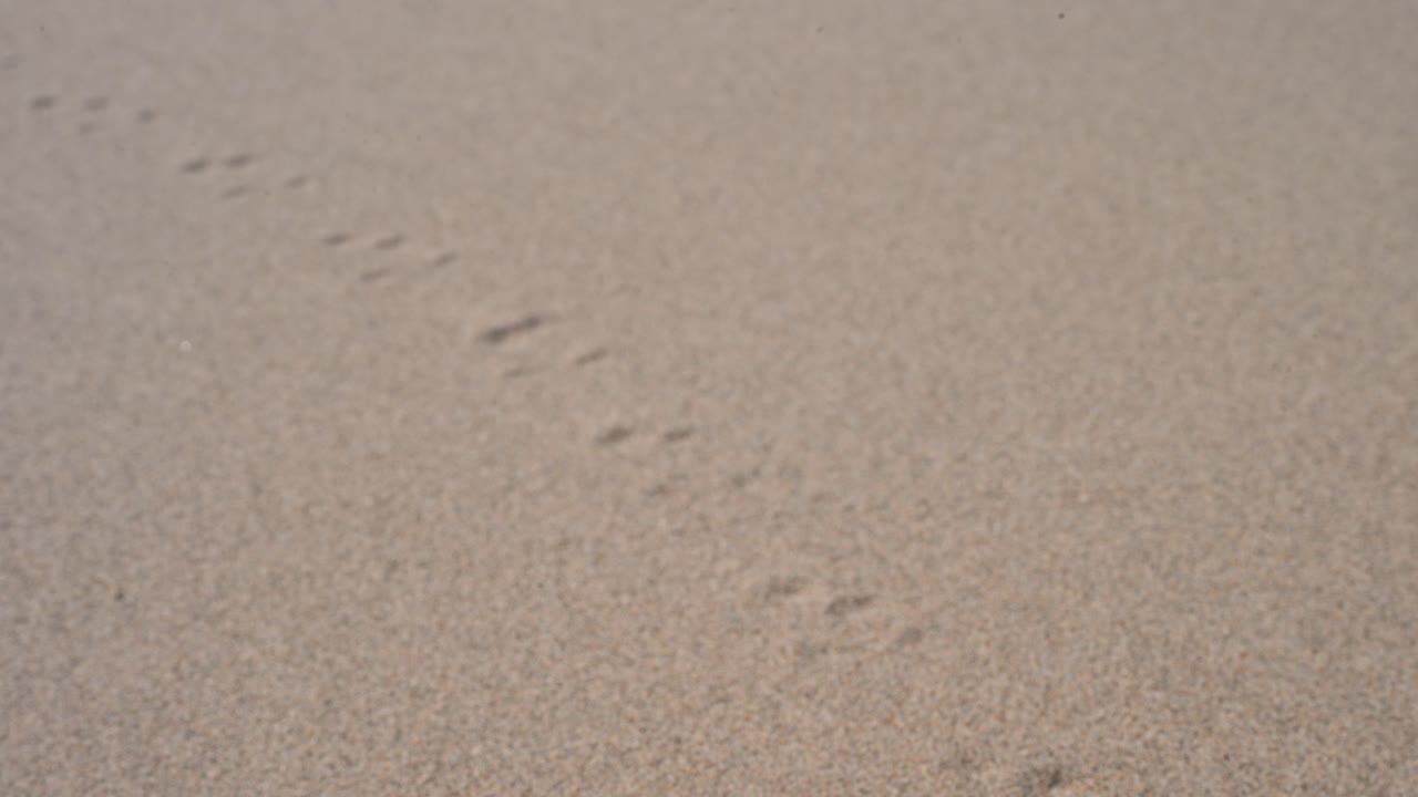 A trail of tiny tracks from a small animal or bird is left on the desert sand of Durgun Nuur, Mongolia. A delicate sign of wildlife in a vast landscape