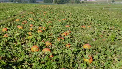 hermosas calabazas naranjas contrastan con hojas de follaje verde en el campo en lancaster, pennsylvania
