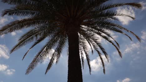 Tiro-Inclinado-De-Una-Sola-Palmera-Retroiluminado-Por-El-Sol-Con-Un-Cielo-Azul-Brillante-En-Verano