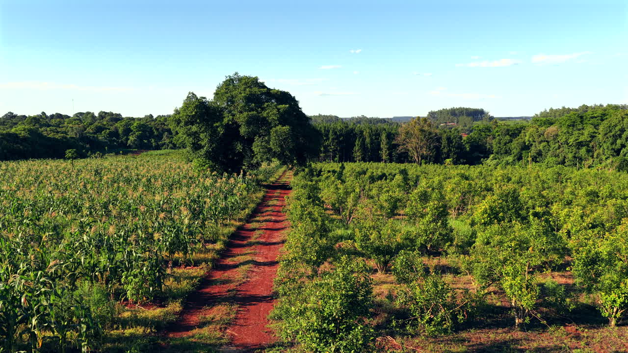 Red‑soil track running between a cornfield and rows of yerba mate plants, surrounded by lush vegetation and distant forest under a clear blue sky in rural Misiones province, northeastern Argentina