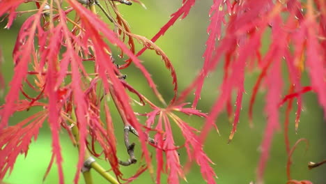 close-up of red leaves of a japanese lacy leaf maple tree