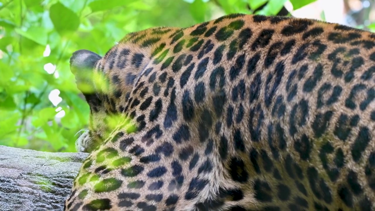 Filmagens editadas de '074_05_30_26.mp4' com imagens desfocadas de um leopardo, provavelmente no Zoológico de Columbus
