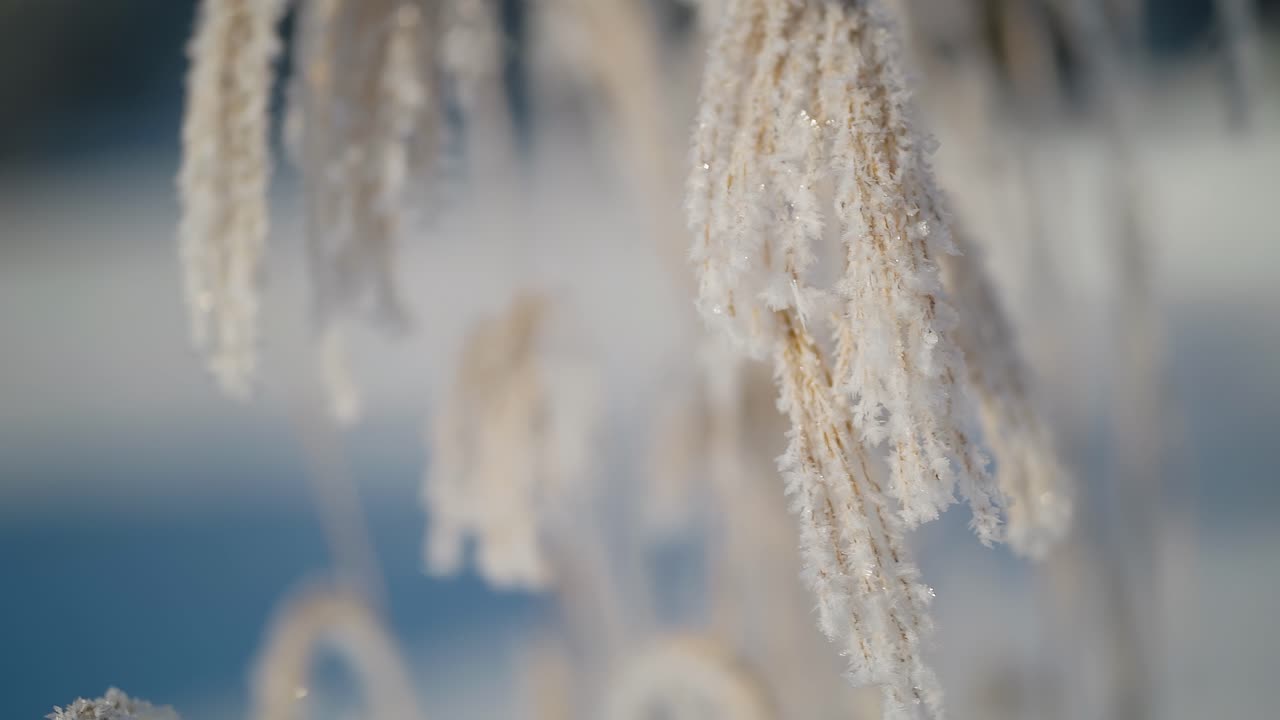 Feather reed grass covered in hoarfrost swaying gently in the wind. Snow covered winter morning.