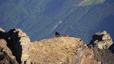 Ovejas-Pastando-En-Lo-Alto-De-Las-Montañas-De-Los-Pirineos-Franceses-O-Españoles.