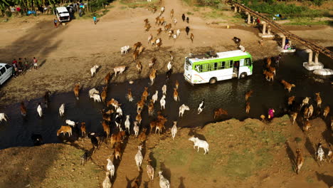 rebaño de vacas cruzando a la ciudad desde pastos en la ciudad de jinka, etiopía